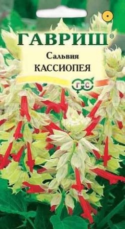 Сальвия Кассиопея карликовая 4шт 