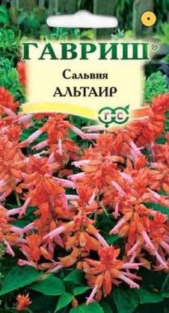 Сальвия Альтаир карликовая 4шт