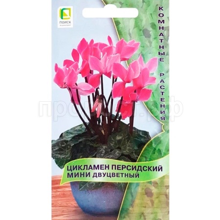 Цикламен персидский мини Двуцветный 2шт