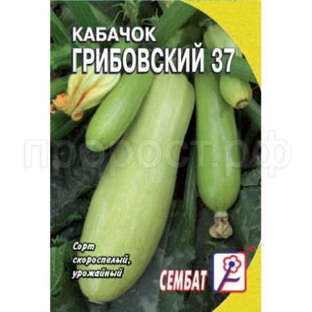 Кабачок Грибовские 37 2гр