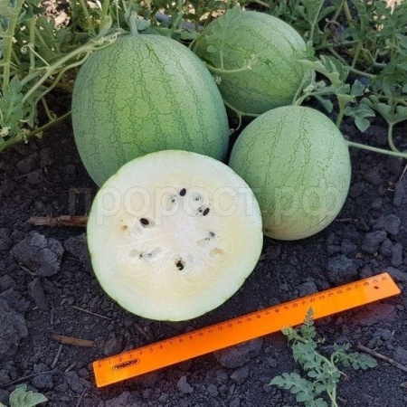 Арбуз Белые росы 5шт