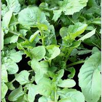 Индау (двурядник, рукола) Сицилия 3г