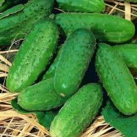 Огурец Аист 0,5г ч/б 