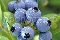 Без названия