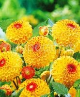 Без названия (1)