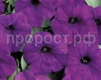 Без названия Без названия