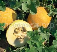 Дыня Колхозница